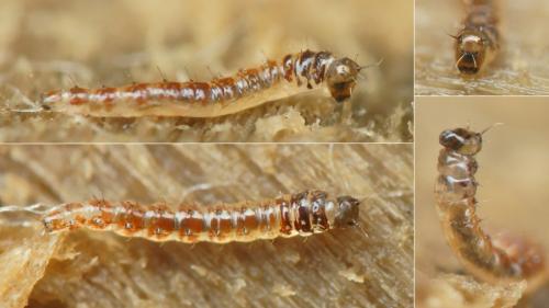 Réf. 222 686 : Forcipomyia sp.